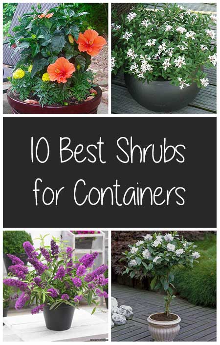 10 Best Shrubs For Containers Diy Created
