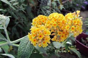 buddleja sungold weyeriana buddleia shrubs vlinderstruik heesters belleplant bijen vlinders helpen vlinderplant plantinfo