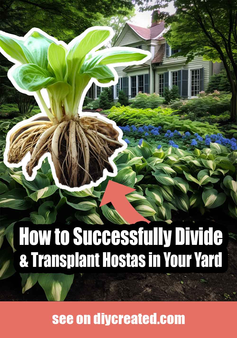How to Successfully Divide & Transplant Hostas in Your Yard – DIY CREATED